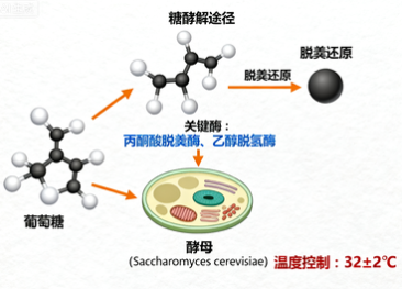 乙醇的化学式怎么写？深入探索酒精的分子世界与应用价值