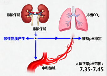 水的pH值高好还是低好？科学解读酸碱平衡与健康关系
