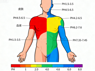 人体pH值如何维持平衡？揭秘内在环境的酸碱奥秘