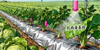 蔬菜杀菌剂如何安全使用才能保障餐桌安全？全面解析其科学使用方法
