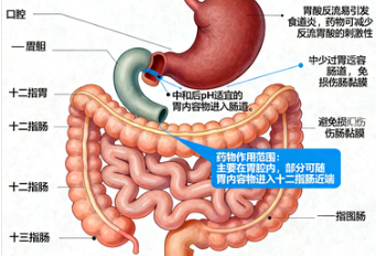 作胃酸中和剂的药物如何安全使用？全面解析其作用与注意事项