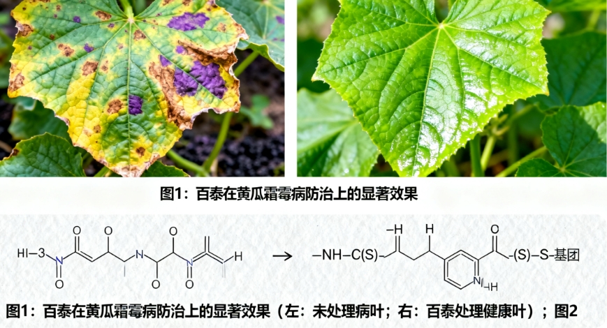 百泰杀菌剂：全能防护大师的田间智慧与科学内核