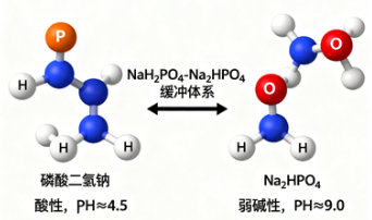 为什么“磷酸盐肠道清洁液”在医院使用广泛？磷酸盐肠道清洁液到底安全吗？